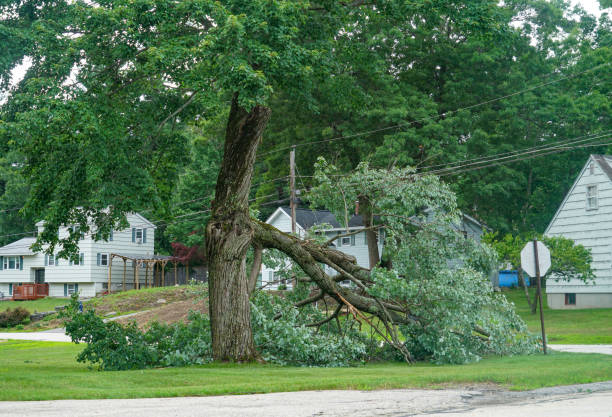 Best Emergency Storm Tree Removal  in Bonnetsville, NC